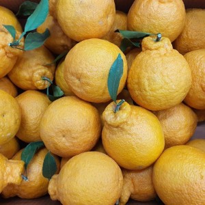 제주 한라봉 3kg